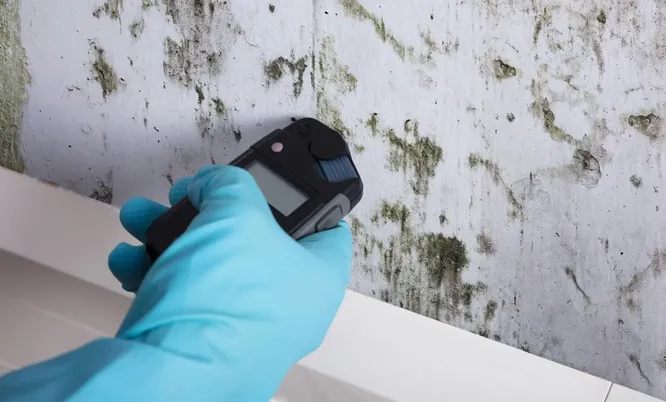 Hand mit Messgerät vor einer Wand mit deutlich sichtbarem Schimmelbefall zur Untersuchung und Bewertung von Schimmelpilzschäden.