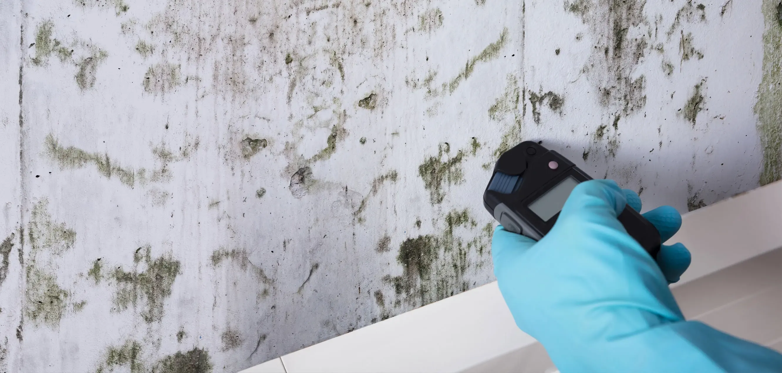 Untersuchung einer großflächig mit Schimmel befallenen Wand mit einem Messgerät und Schutzhandschuhen zur Bewertung des Gebäudeschadens.