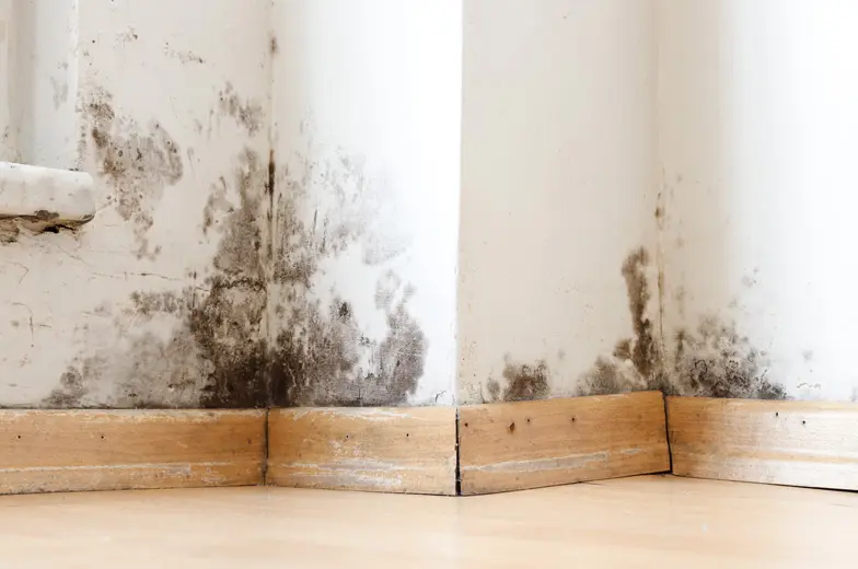Schimmelbefall an einer Innenwand im Bereich der Fußleiste mit dunklen Verfärbungen und großflächigen Feuchtespuren.