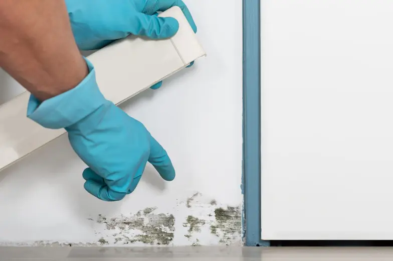 Untersuchung von Schimmelbefall an einer Wand mit Schutzhandschuhen zur fachgerechten Bewertung eines möglichen Schimmelpilzschadens.