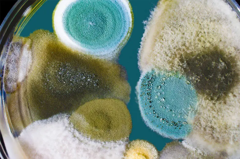 Nahaufnahme verschiedenfarbiger Schimmelpilzkulturen in einer Petrischale zur Veranschaulichung der mikrobiologischen Untersuchung.