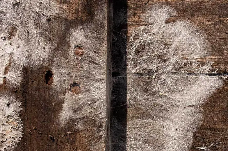 Nahaufnahme einer Holzoberfläche mit sichtbarem Befall als Beispiel für die Untersuchung belasteter Baumaterialien.